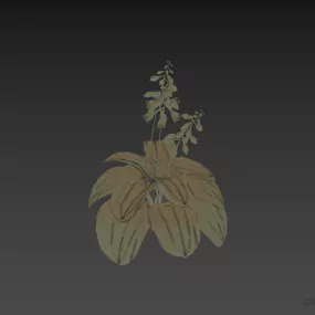 Nature Flower Hosta 3d model