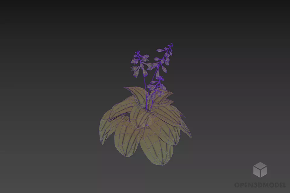 Nature Flower Hosta 3d model 3