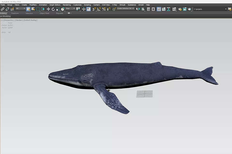 Big Sea Whale Animal 3d model 2