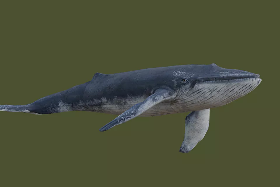 Big Sea Whale Animal Free 3d Model - .Blend, .Fbx, .Max, .Obj, .Skp ...