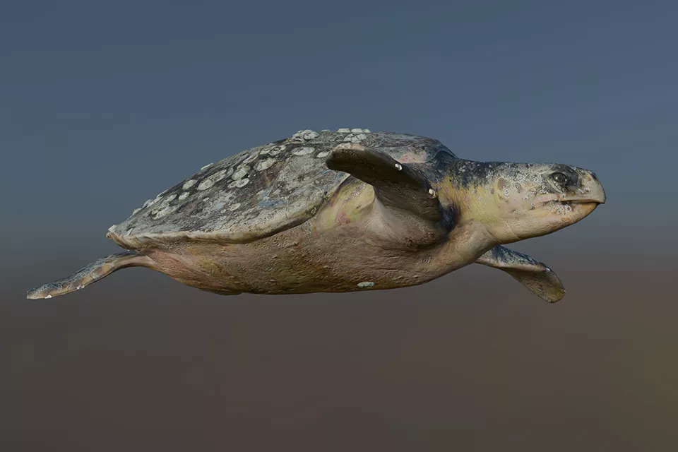 Realistic Sea Turtle Animal Free 3d Model - .Blend, .Fbx, .Max, .Obj ...