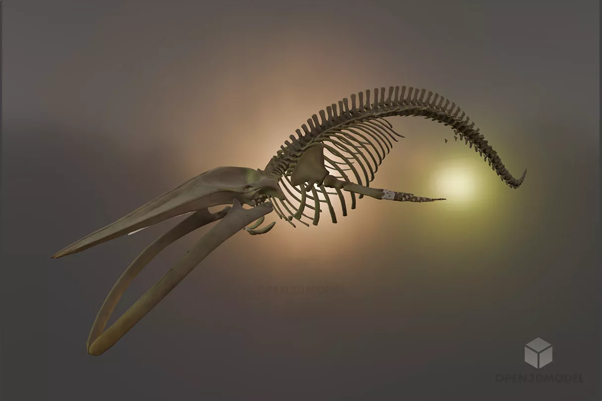 Whale Skeleton Free 3d Model - .C4d, .Dae, .Max, .Obj - Open3dModel