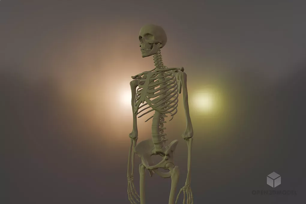 Full Human Skeleton Free 3d Model - .Blend, .C4d, .Dae, .Max, .Obj ...