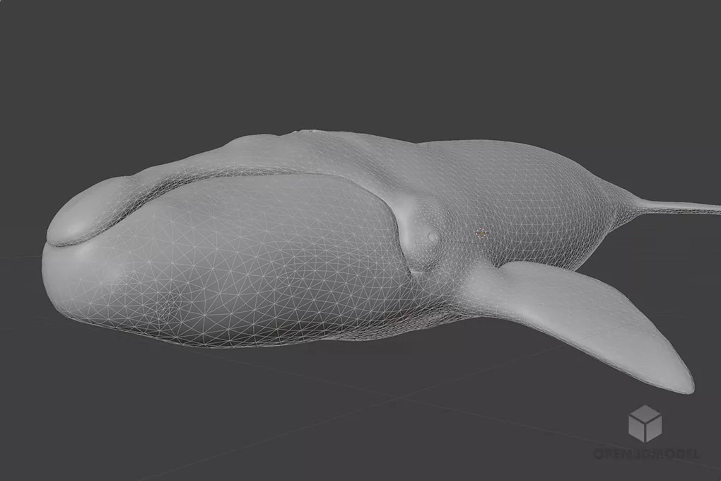 Realistic Sea Whale 3d model 2