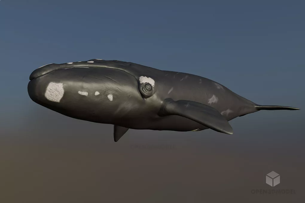 Realistic Sea Whale Free 3d Model - .Blend, .C4d, .Dae, .Max, .Obj ...