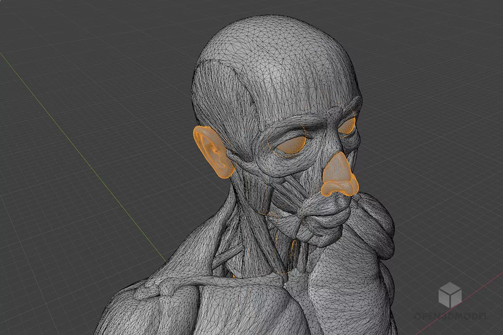 Full Body Muscular System 3d model 2