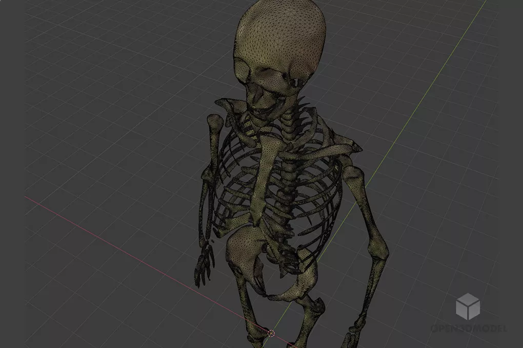 逼真的人体骨骼免费 3D 模型 - .Blend, .C4d, .Dae, .Fbx, .Obj - Open3dModel