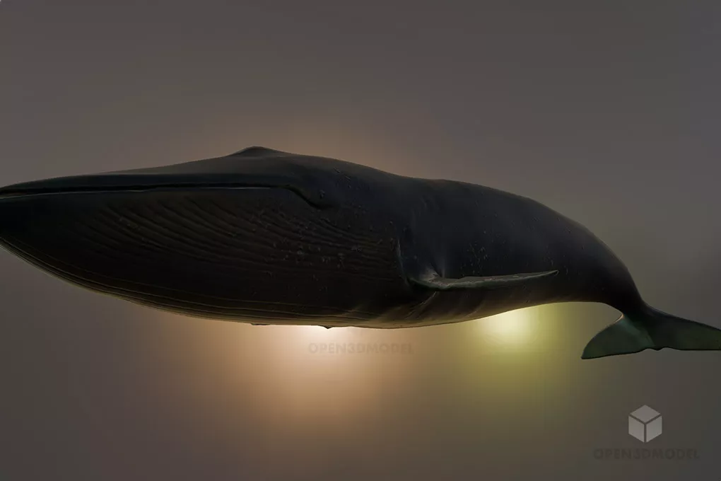 Blue Whale, Sea Animal Free 3d Model - .Blend, .C4d, .Dae, .Fbx, .Max ...