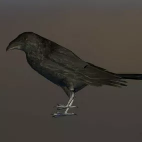 Black Crow Bird 3d model