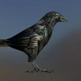 American Crow Bird 3d model