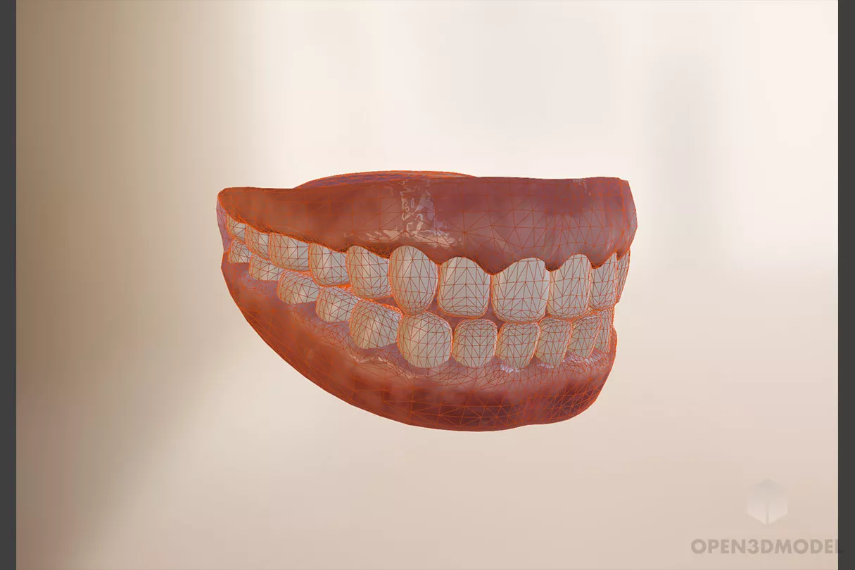 Human Anatomy Teeth 3d model 2