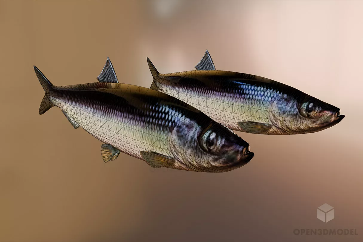 Sel Sea Fish Free 3d Model - .Blend, .C4d, .Dae, .Fbx, .Max - Open3dModel