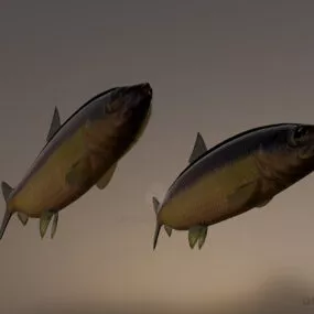 Sel Sea Fish 3d model
