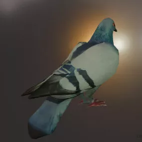 pigeon bird 3D Models for Free Download - Open3dModel