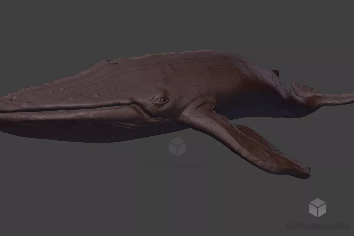 Blue Whale, Sea Whale Animal Free 3d Model - .Fbx - Open3dModel