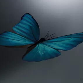 Blue Butterfly, Lowpoly Butterfly 3d model