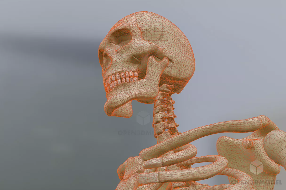 Human Skeleton Standing Free 3d Model - .C4d, .Dae, .Fbx, .Obj ...