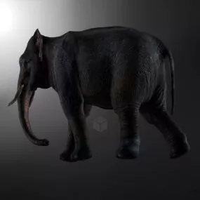 Asia Elephant Realistic 3d model