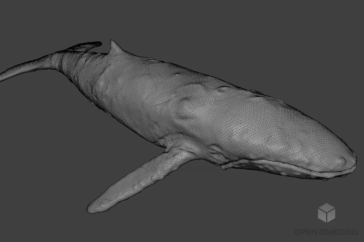 Big Whale Lowpoly 3d model 2