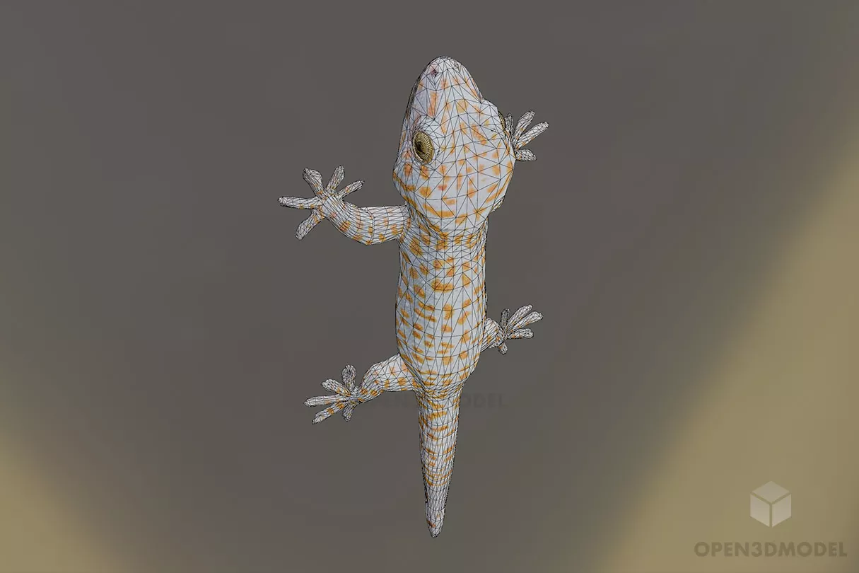Gecko Lizard Animal 3d model 2
