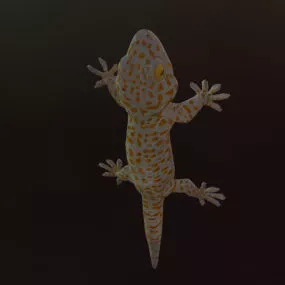 Gecko Lizard Animal 3d model