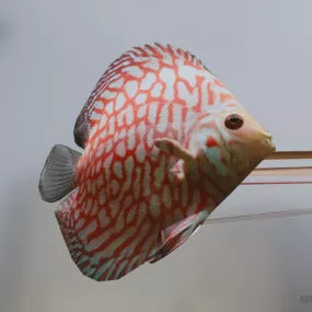 Golden Fish Animal 3d model