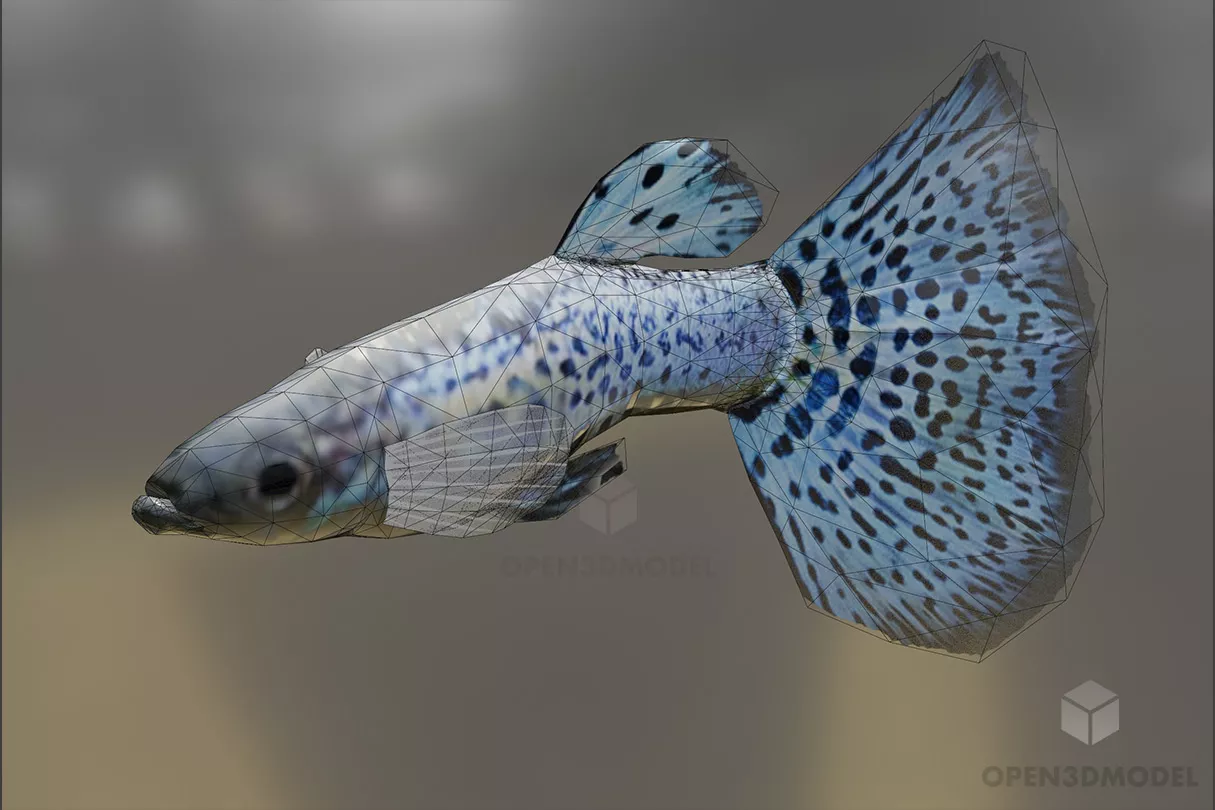 Blue Guppy Fish 3d model 2
