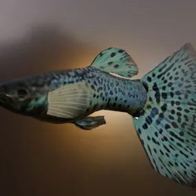 Blue Guppy Fish 3d model