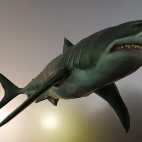Great White Shark Lowpoly 3d model
