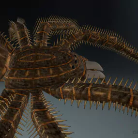 Lowpoly Spider 3d model