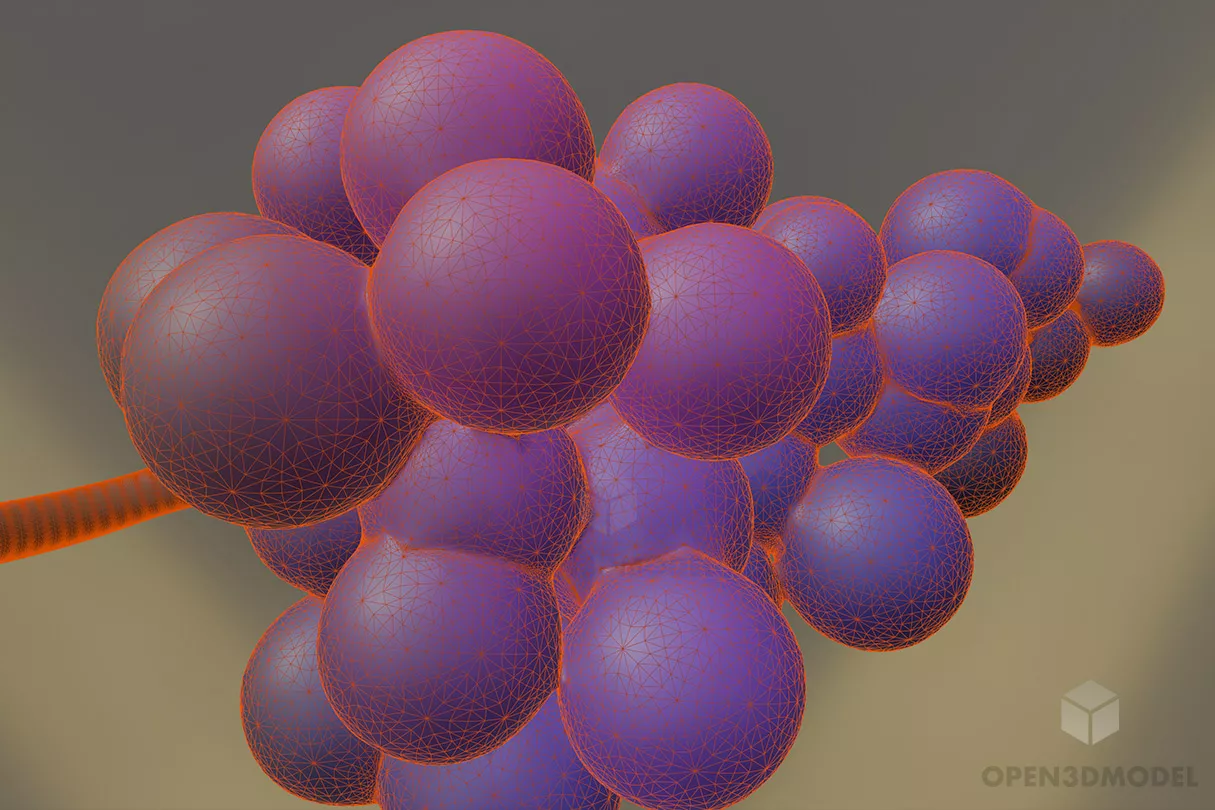 Grapes 3d model 2