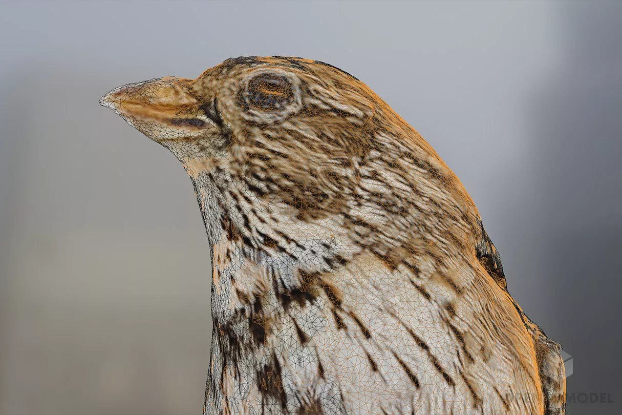 Calandra Bird Animal 3d model 2