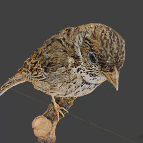 Calandra Bird Animal 3d model