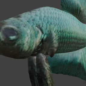 Lowpoly Betta Fish 3d model
