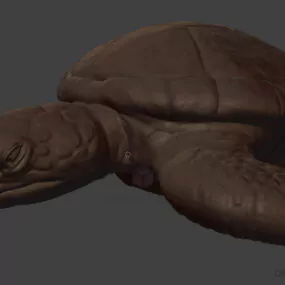 Green Turtle Sea Animal 3d model