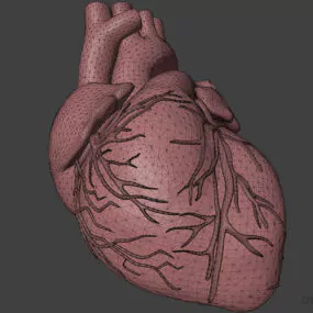 Human Heart, Realistic Anatomy 3d model