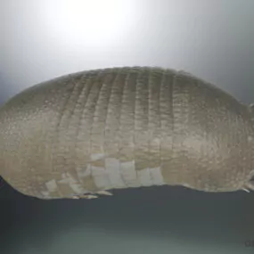 Wild Animal Armadillo 3d model