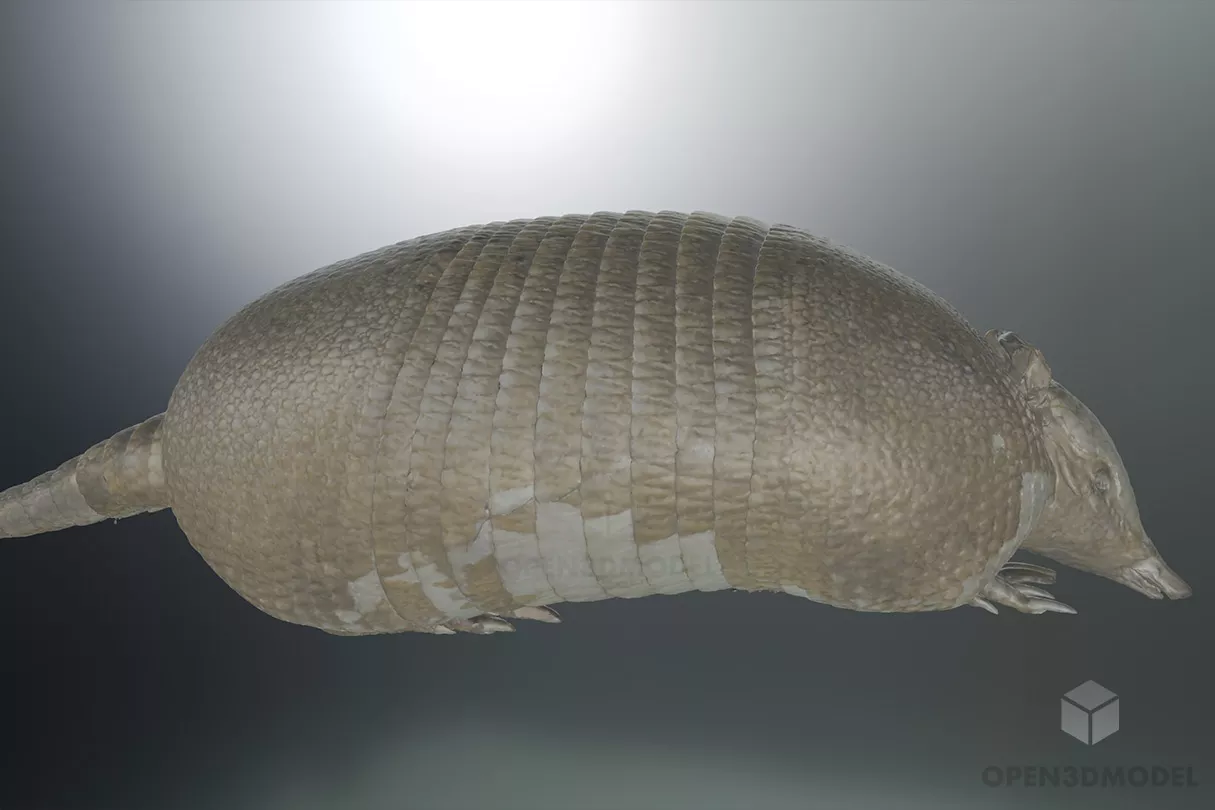 Wild Animal Armadillo 3d model Wild Animal Armadillo 3d model