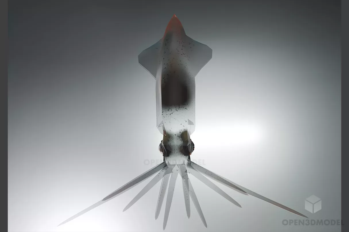 Sea Squid Transparent Body 3d model Sea Squid Transparent Body 3d model